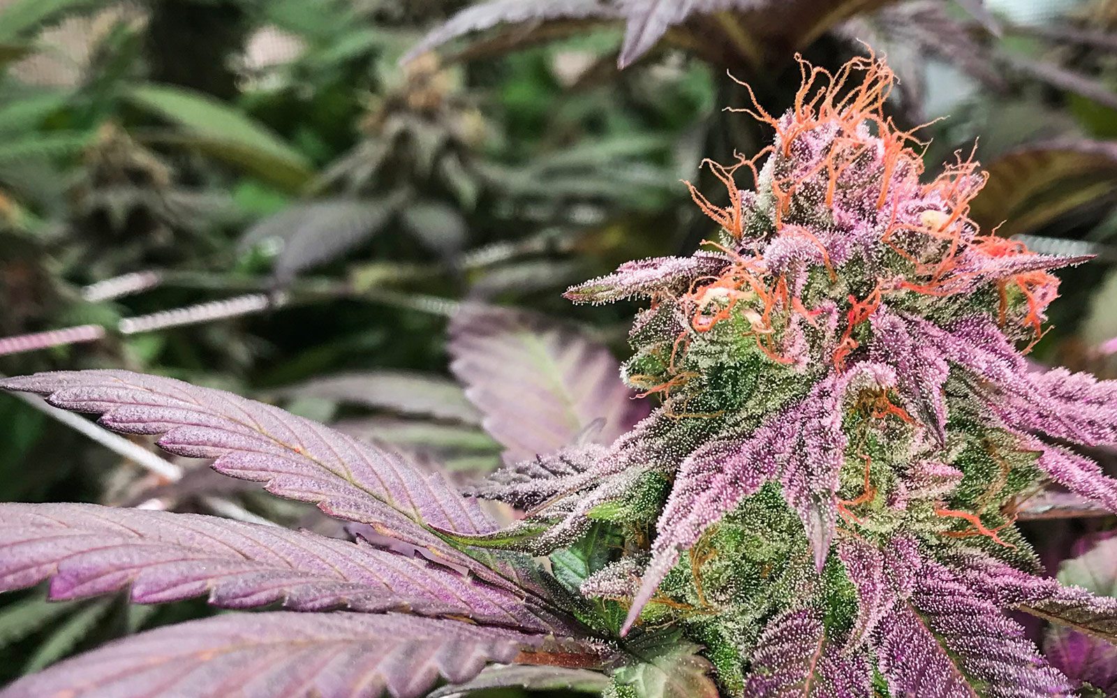 9lb_hammer