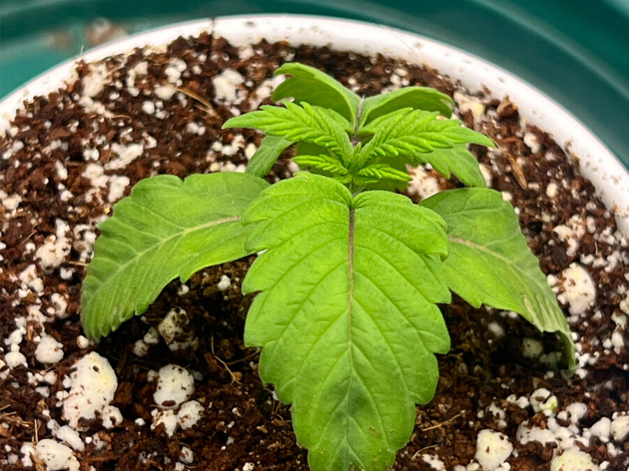 Day 17, Catching Up and Moving Forward (Second Feed)