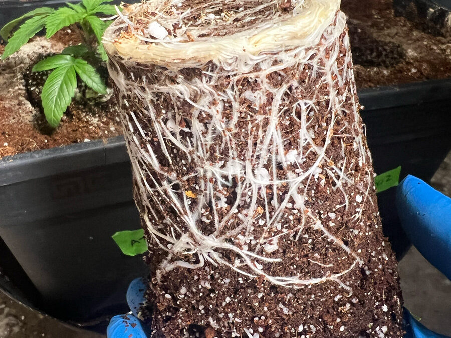 Day 33: Roots, Recovery and the Go Button