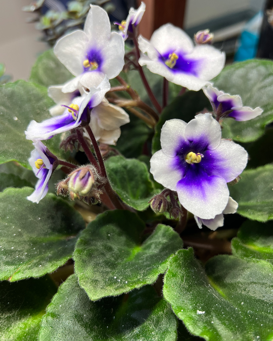 African_Violet