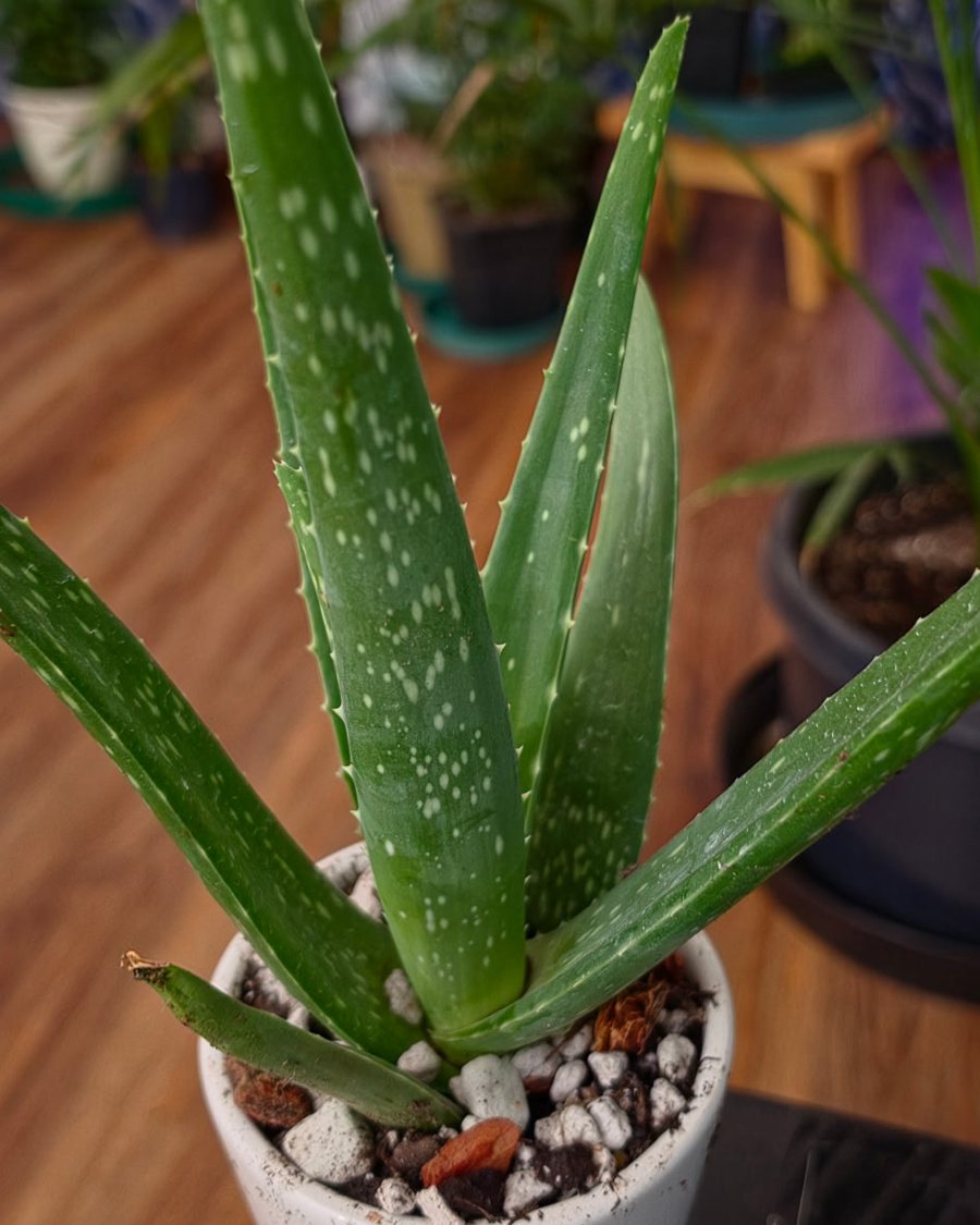 Aloe