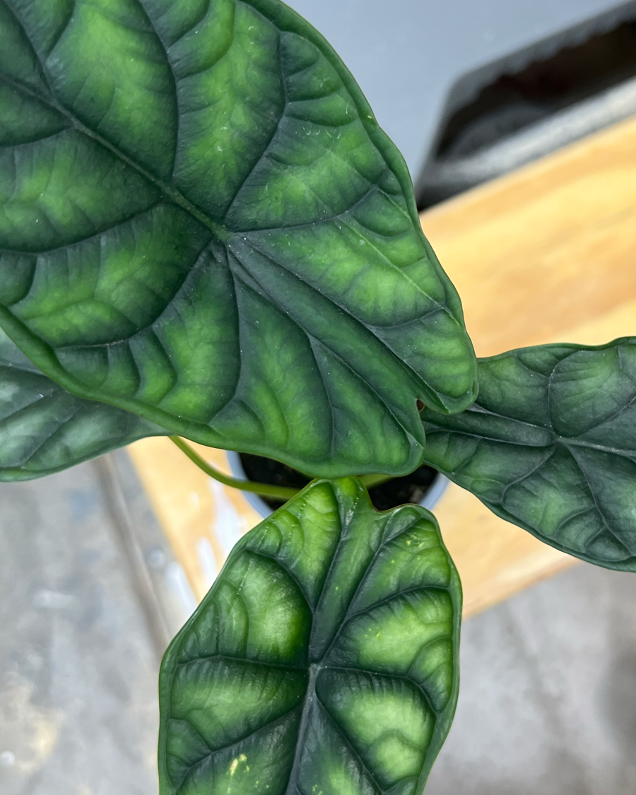 Dragon_scale_Alocasia