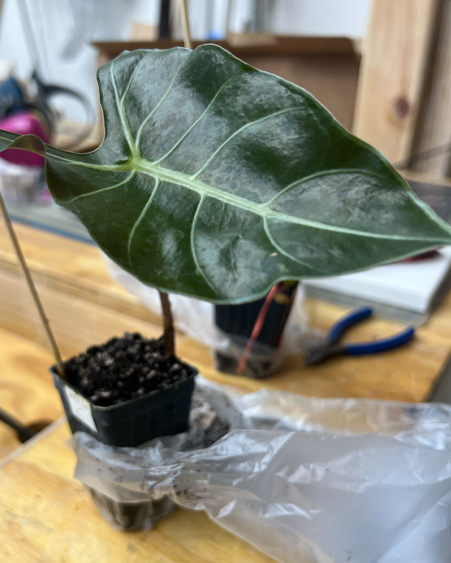 Dragon_tooth_Alocasia