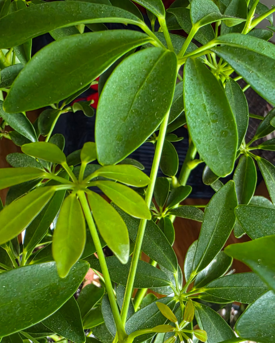 Dwarf_Umbrella_tree