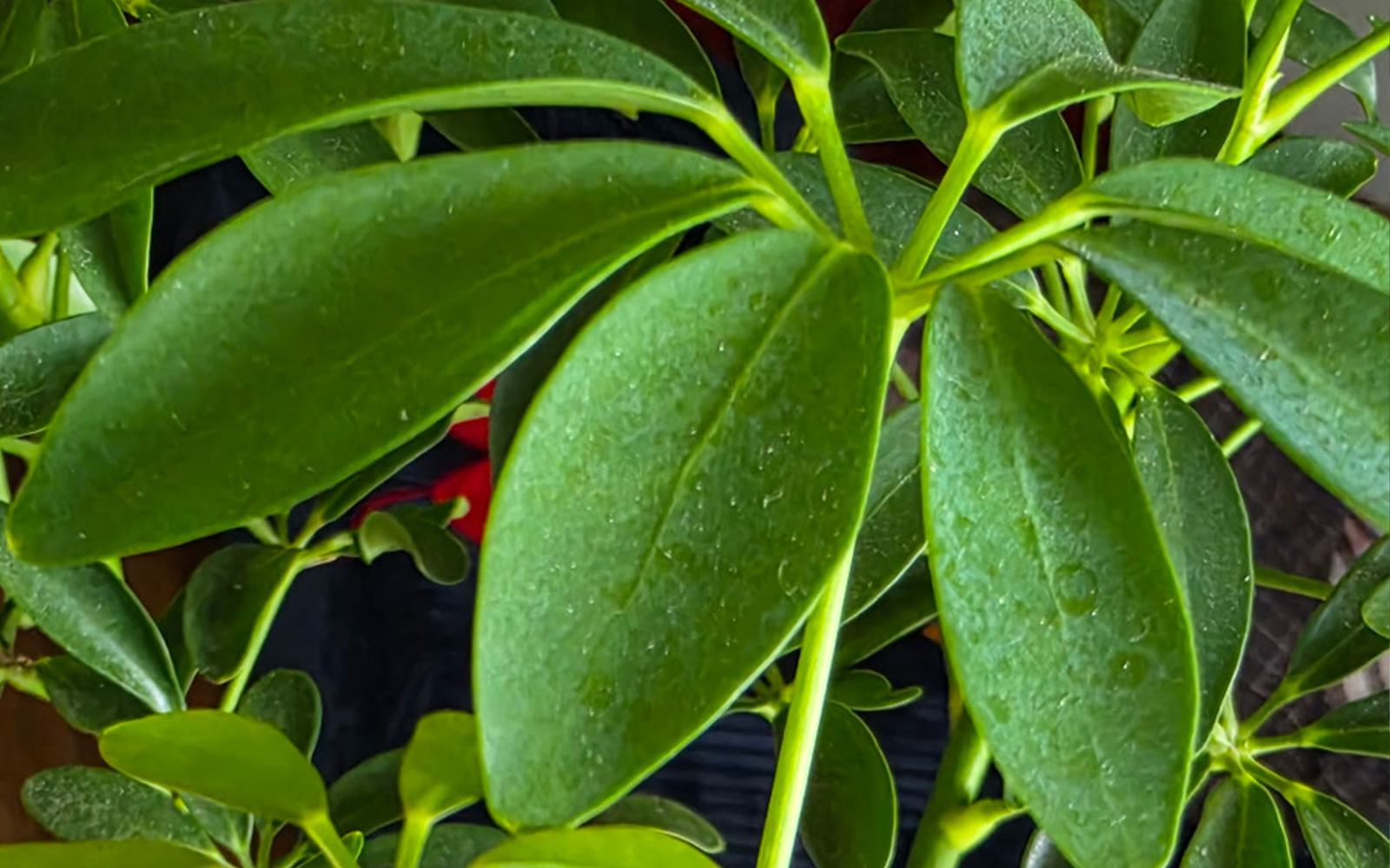 Dwarf_Umbrella_tree_doss
