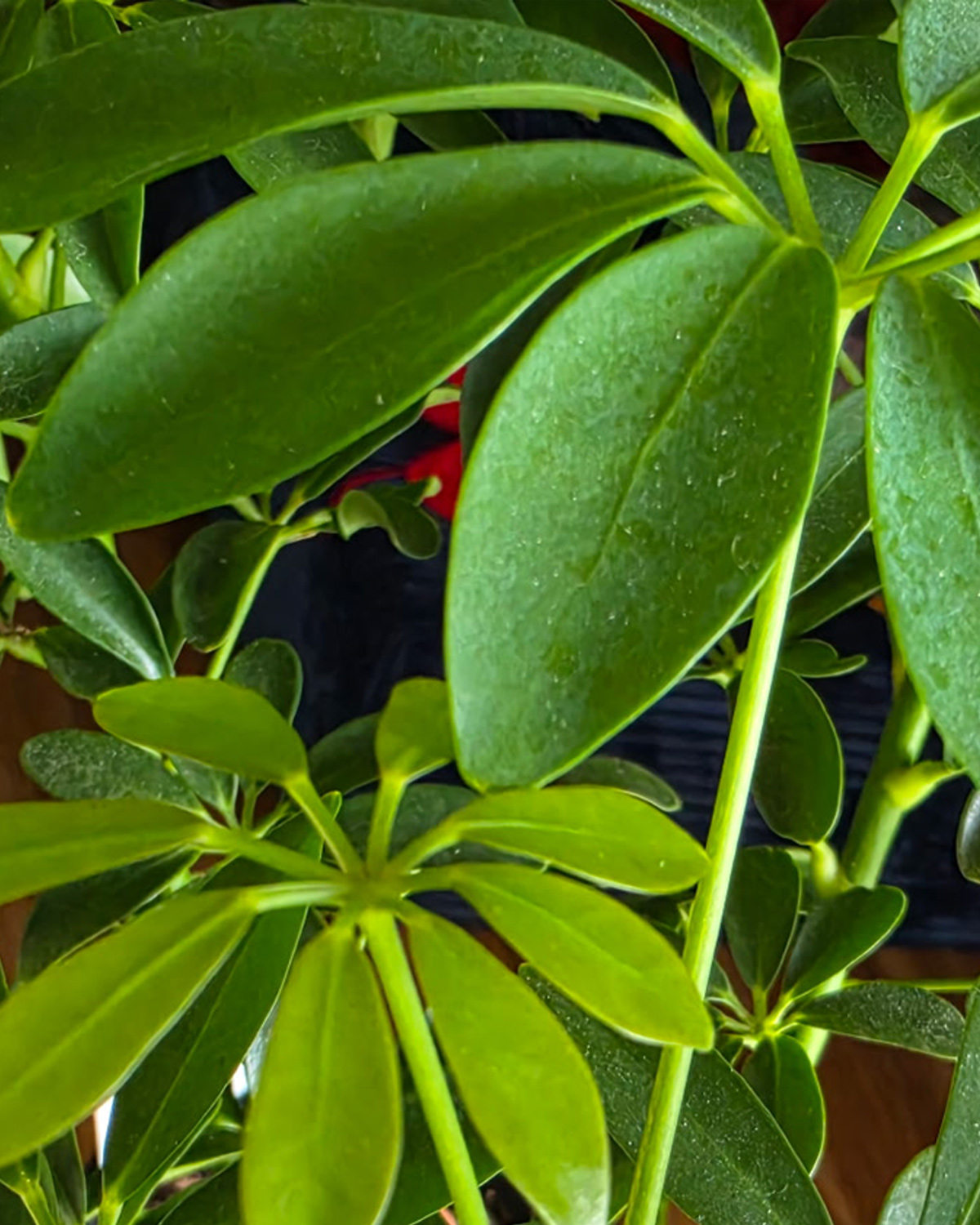 Dwarf_Umbrella_tree_field