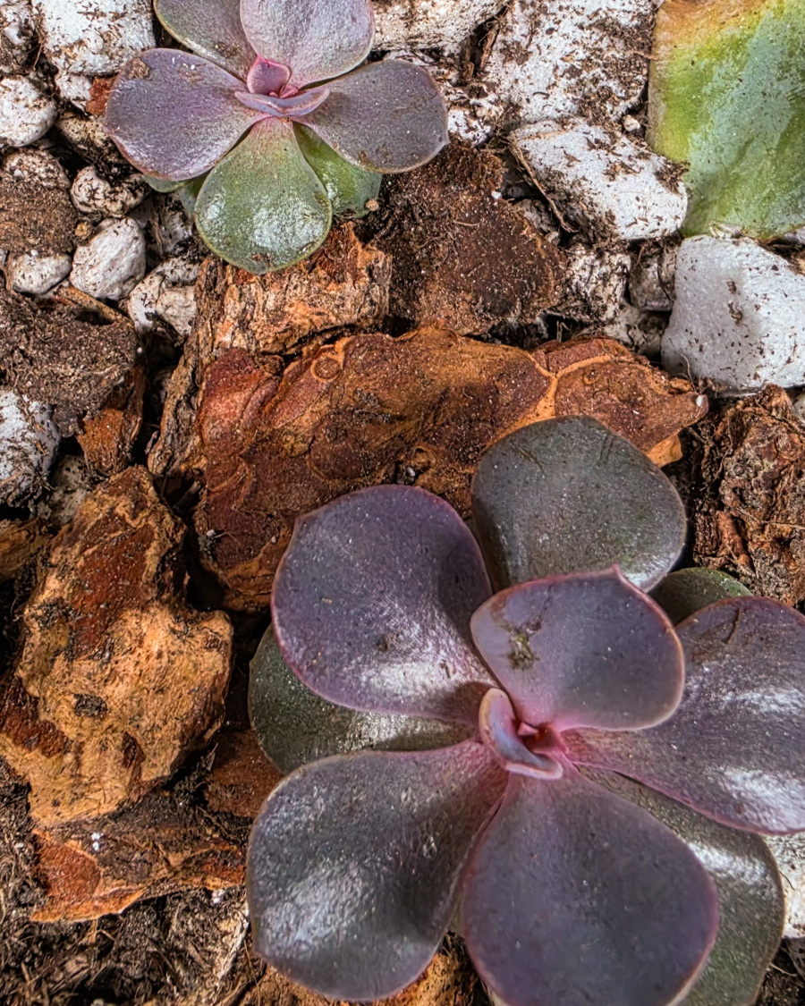 Echeveria
