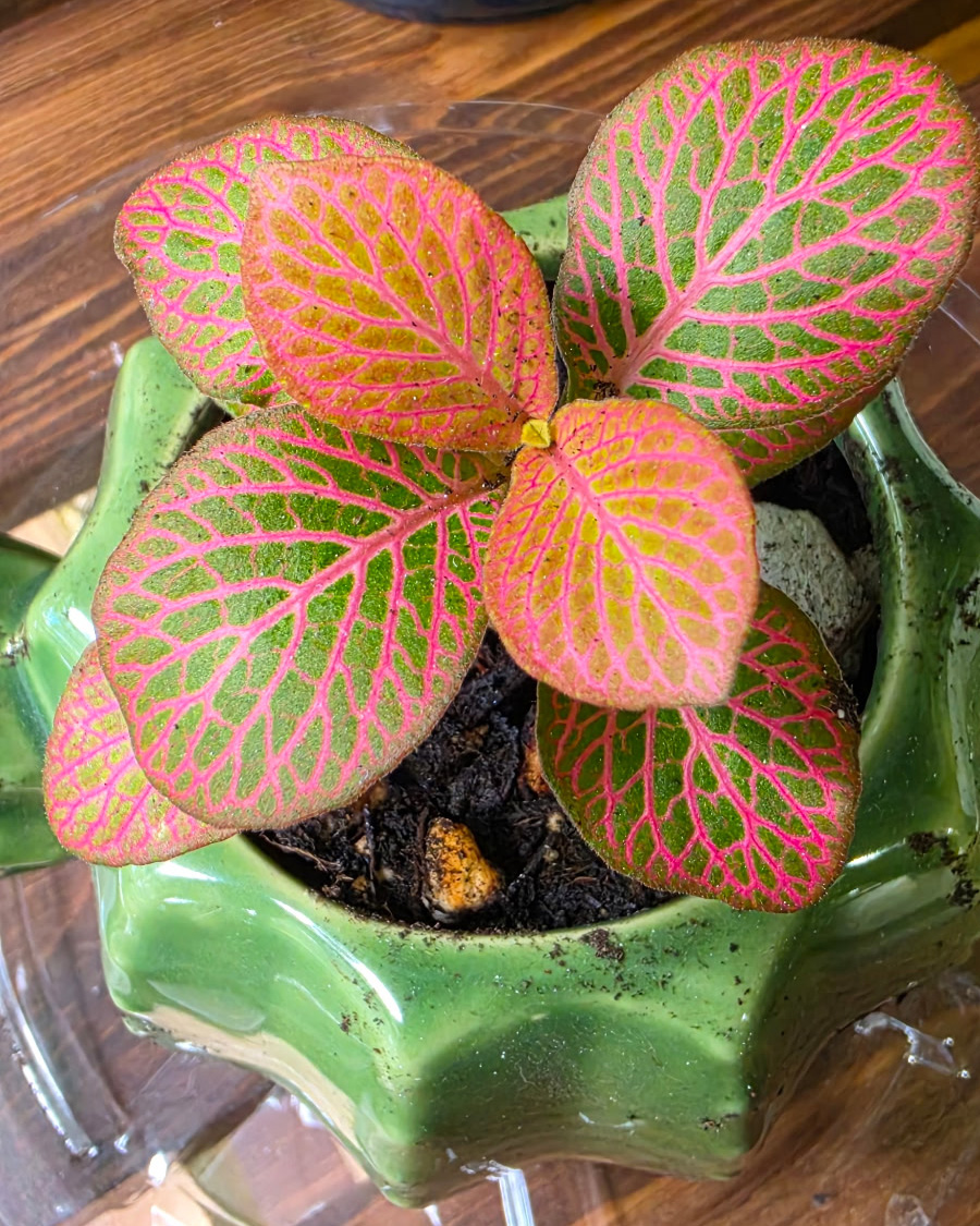 Fittonia