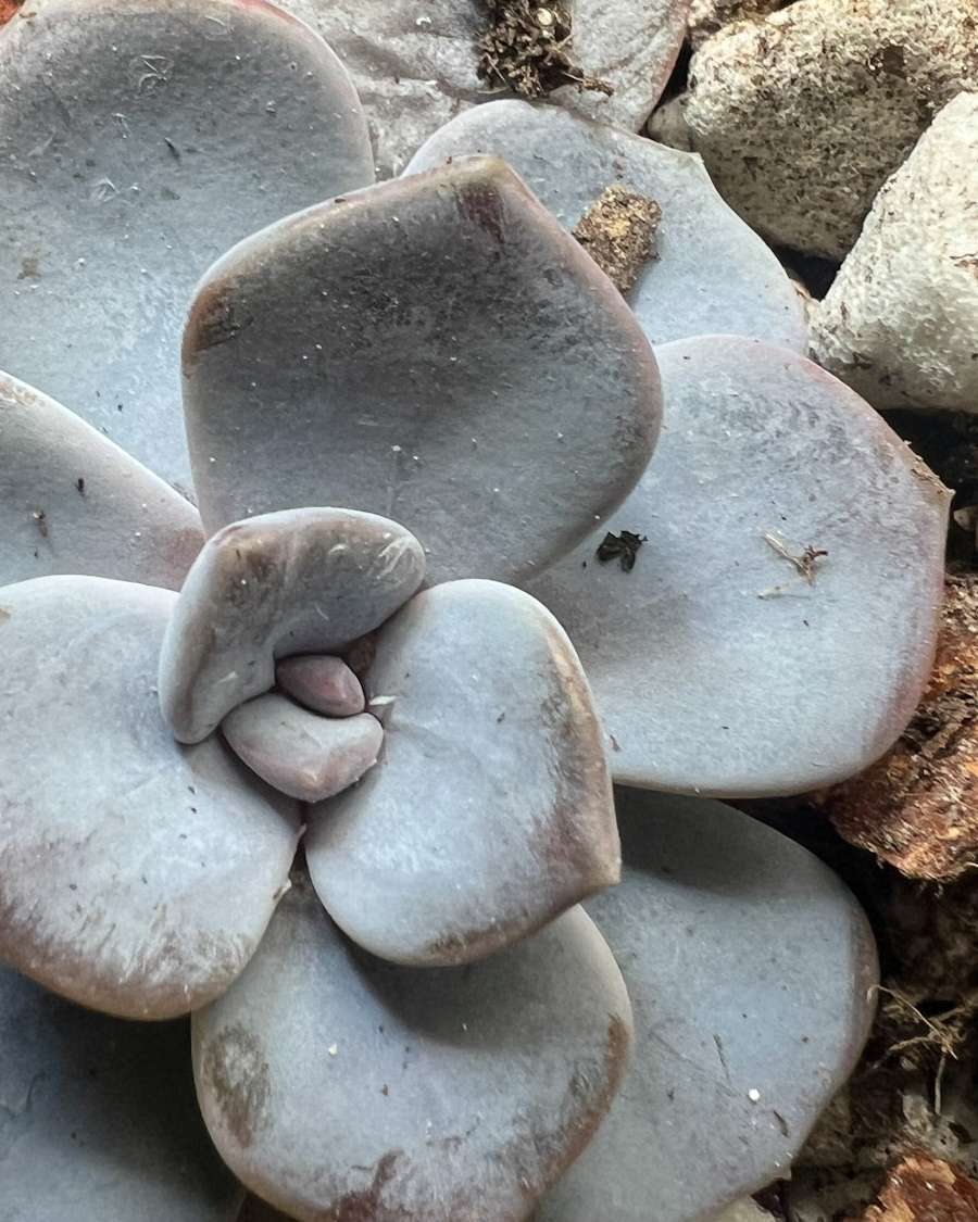 Ghost_Plant