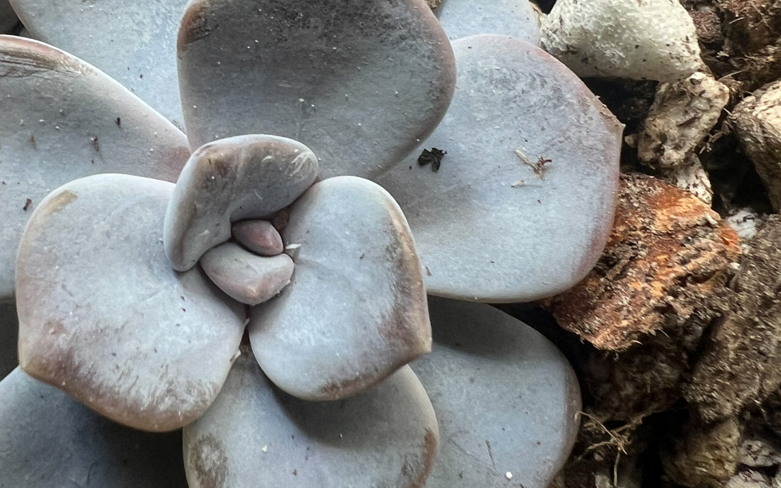 Ghost_plant_doss