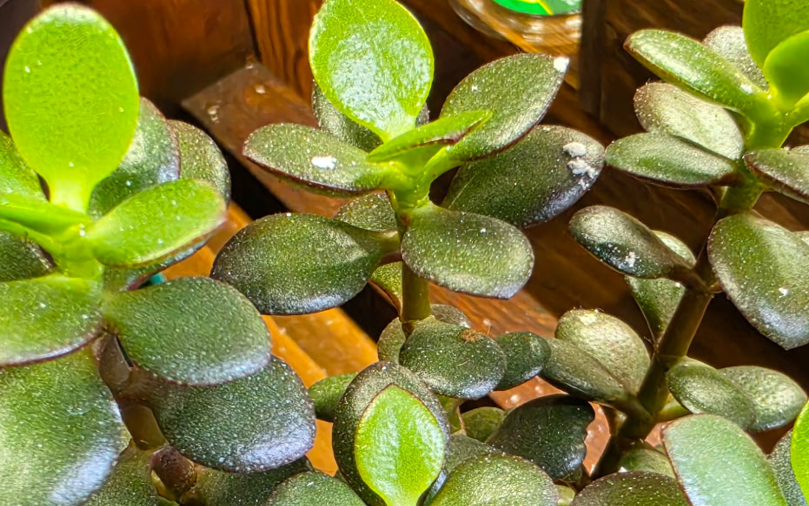 Jade_plant_doss