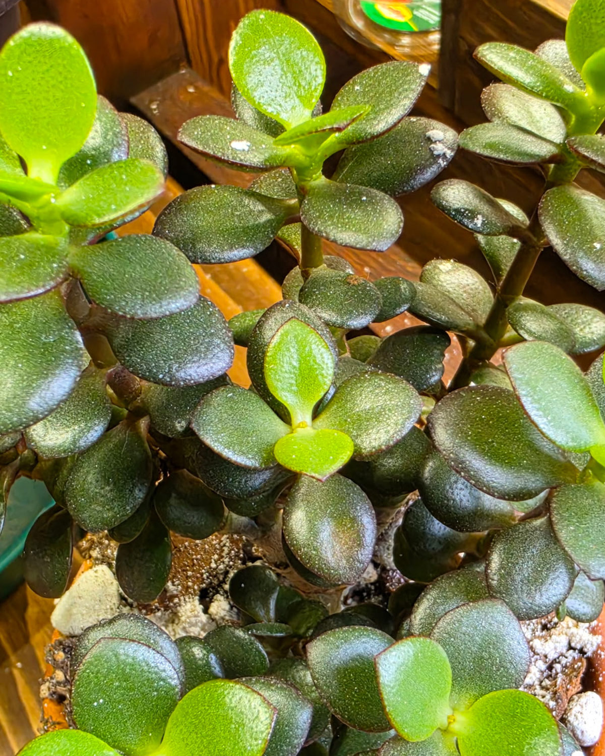 Jade_plant_field