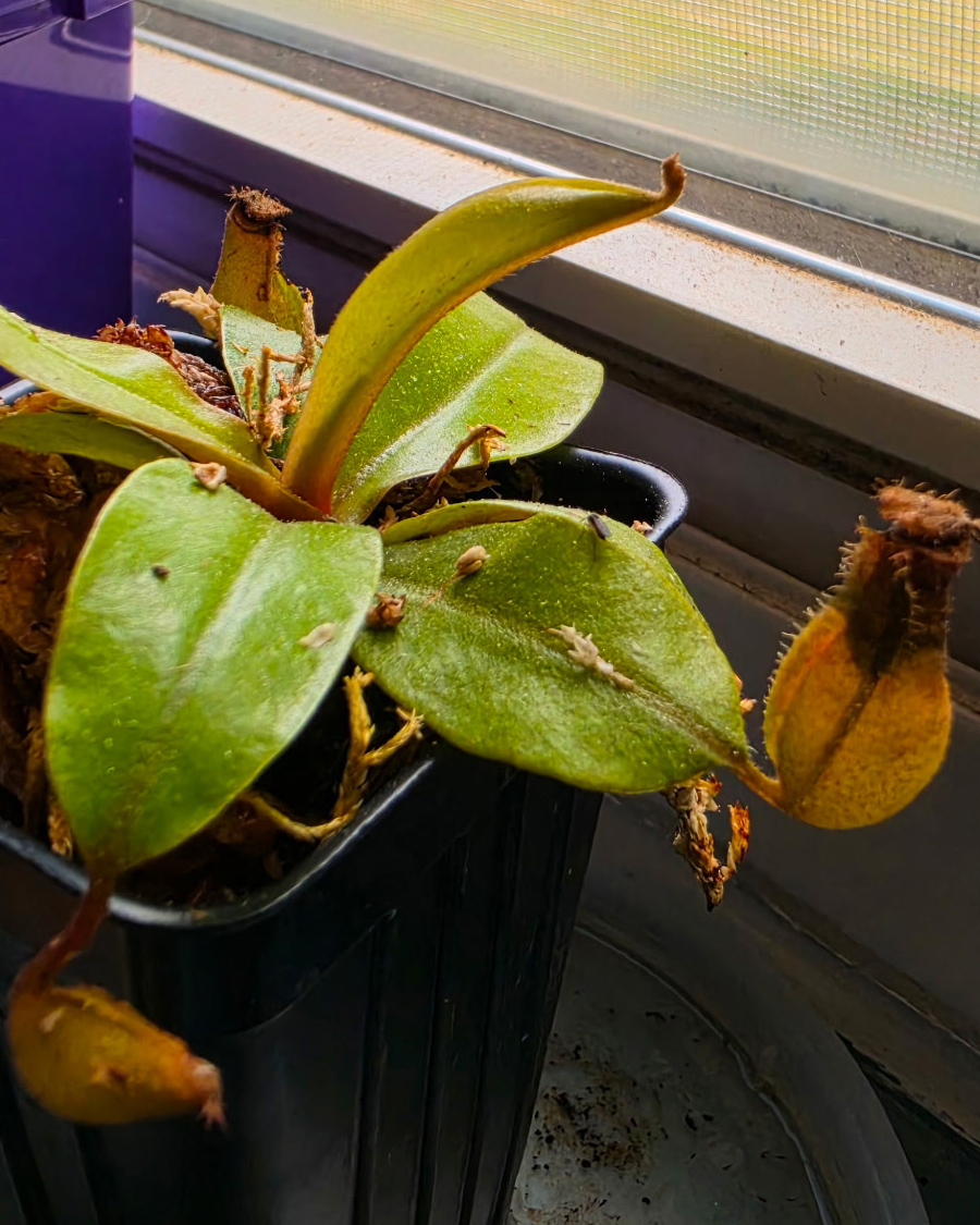 Ghost_Plant