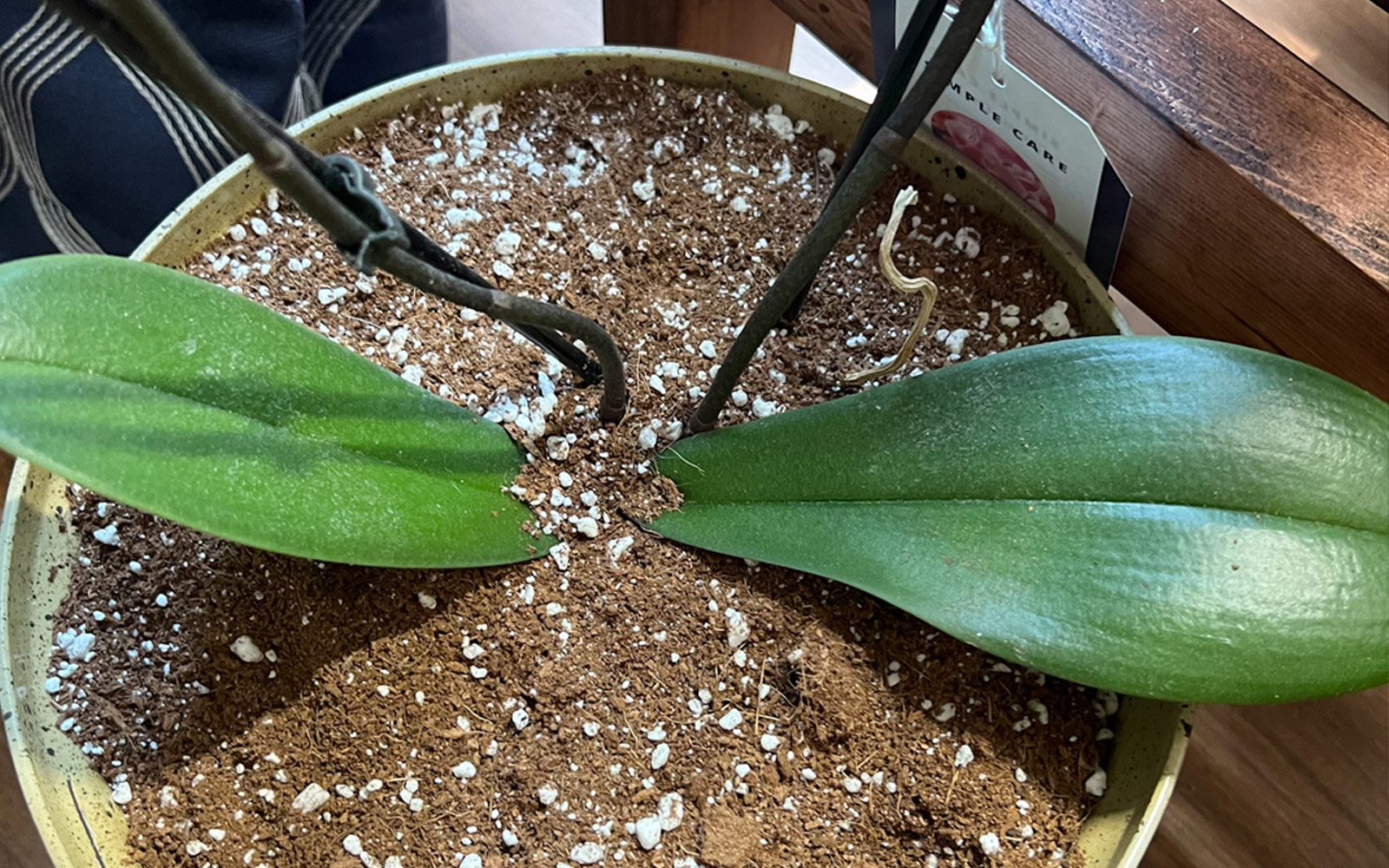 Phalaenopsis_Orchid_doss