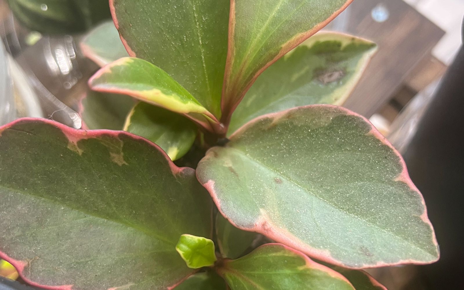 RE_Peperomia_doss