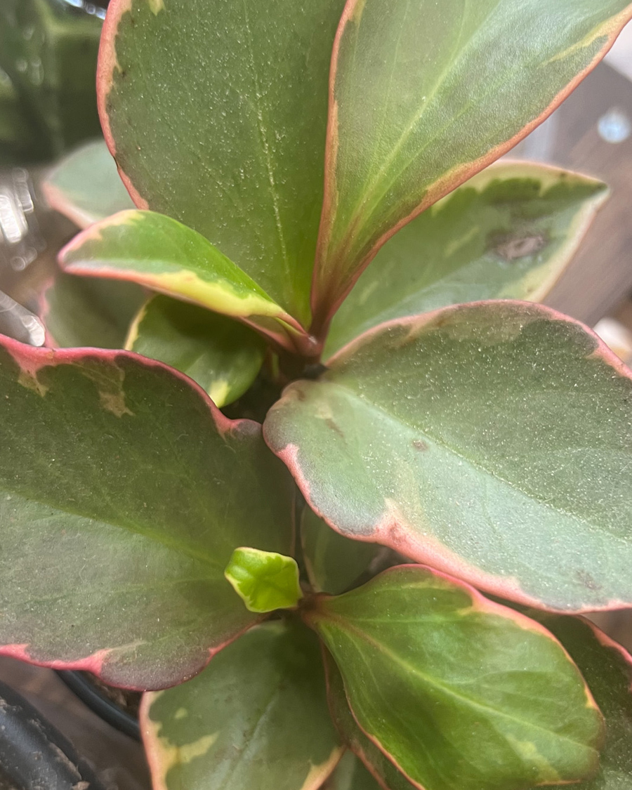 Red_edge_peperomia