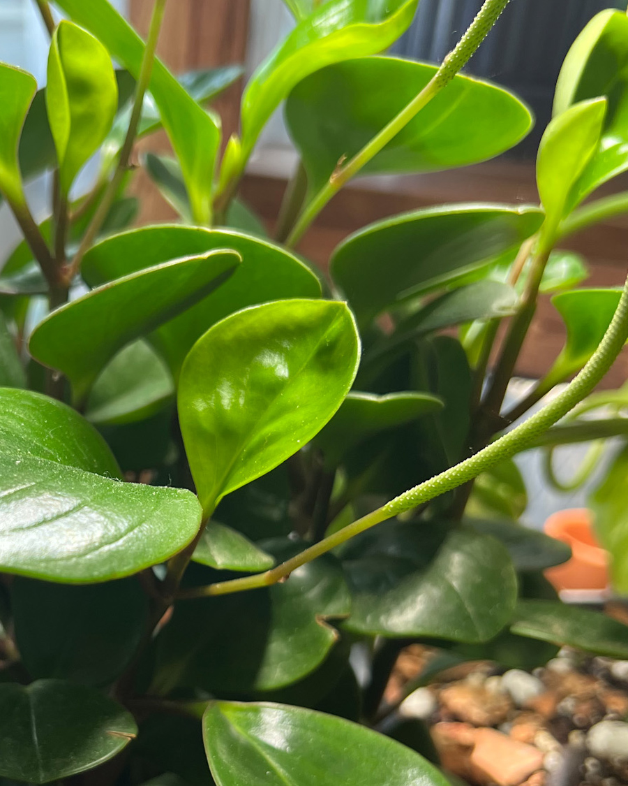 Rubber_Peperomia