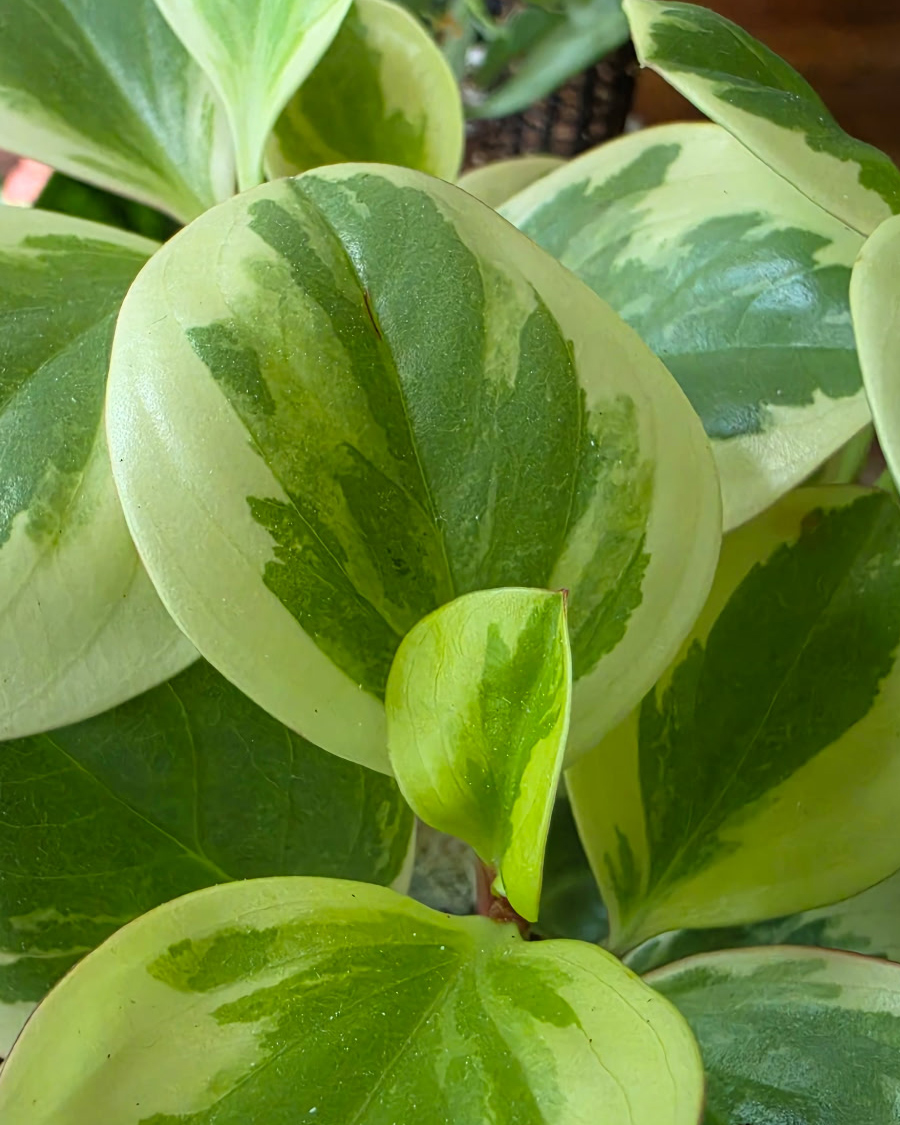 SS_Peperomia