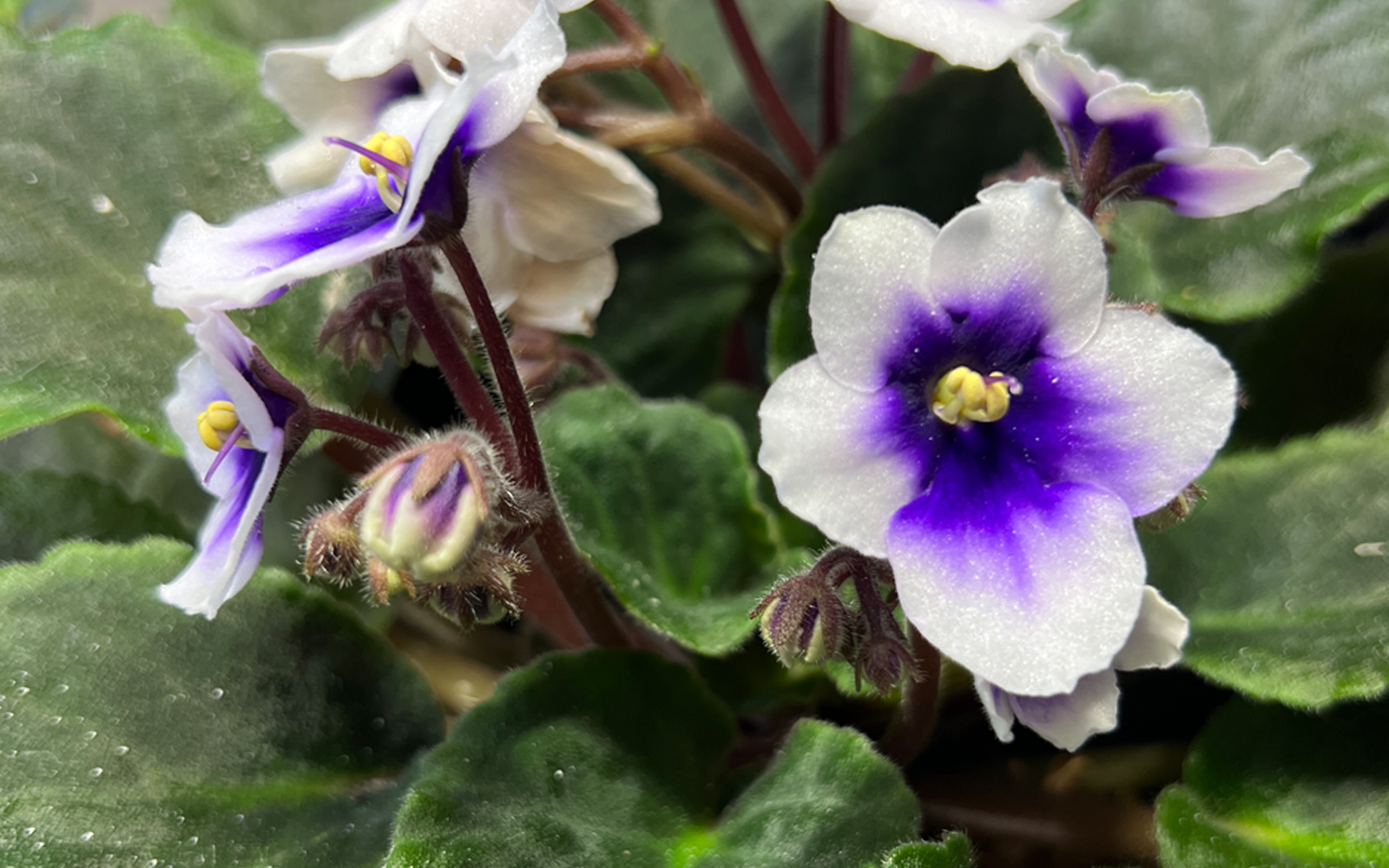 african_violet