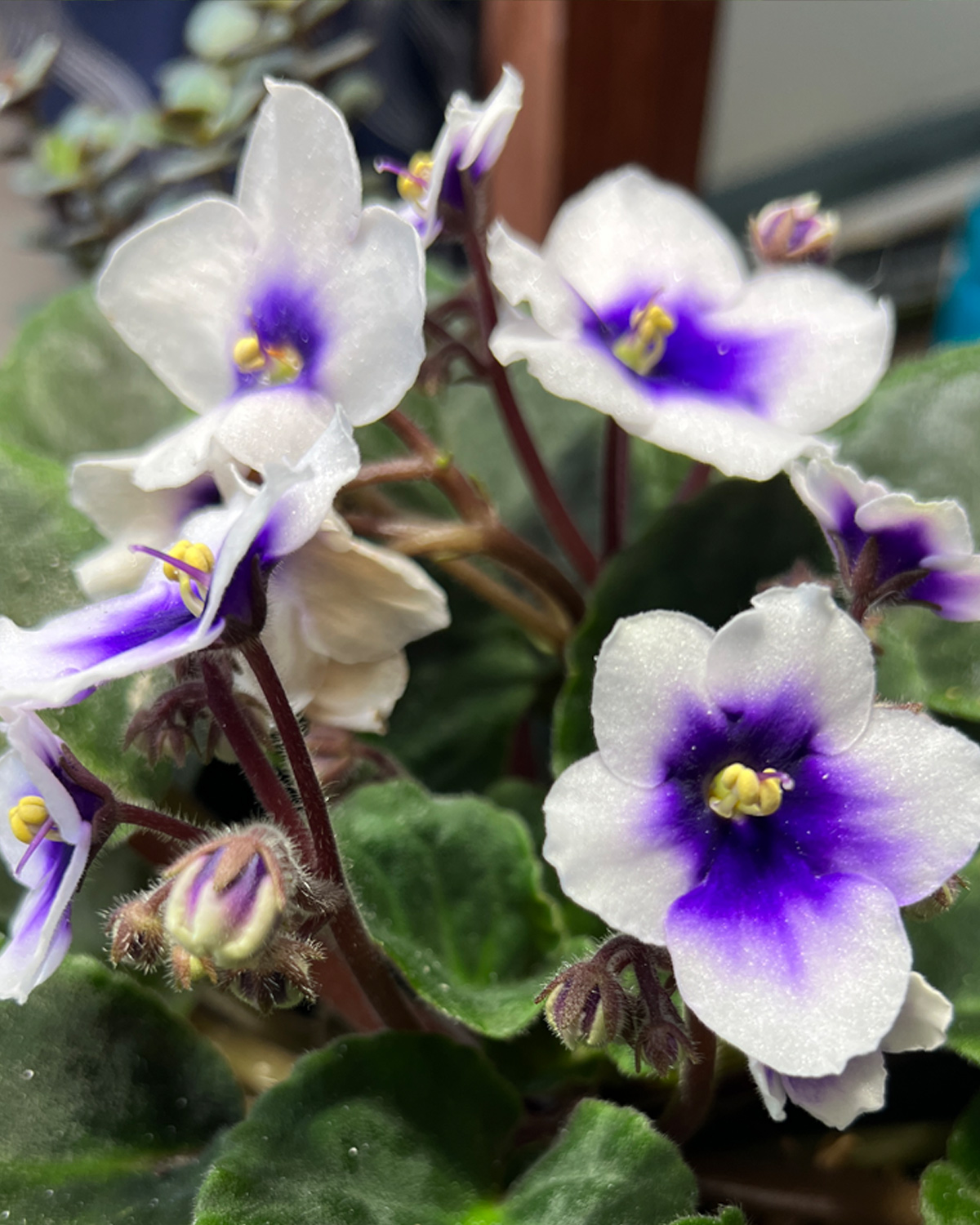african_violet