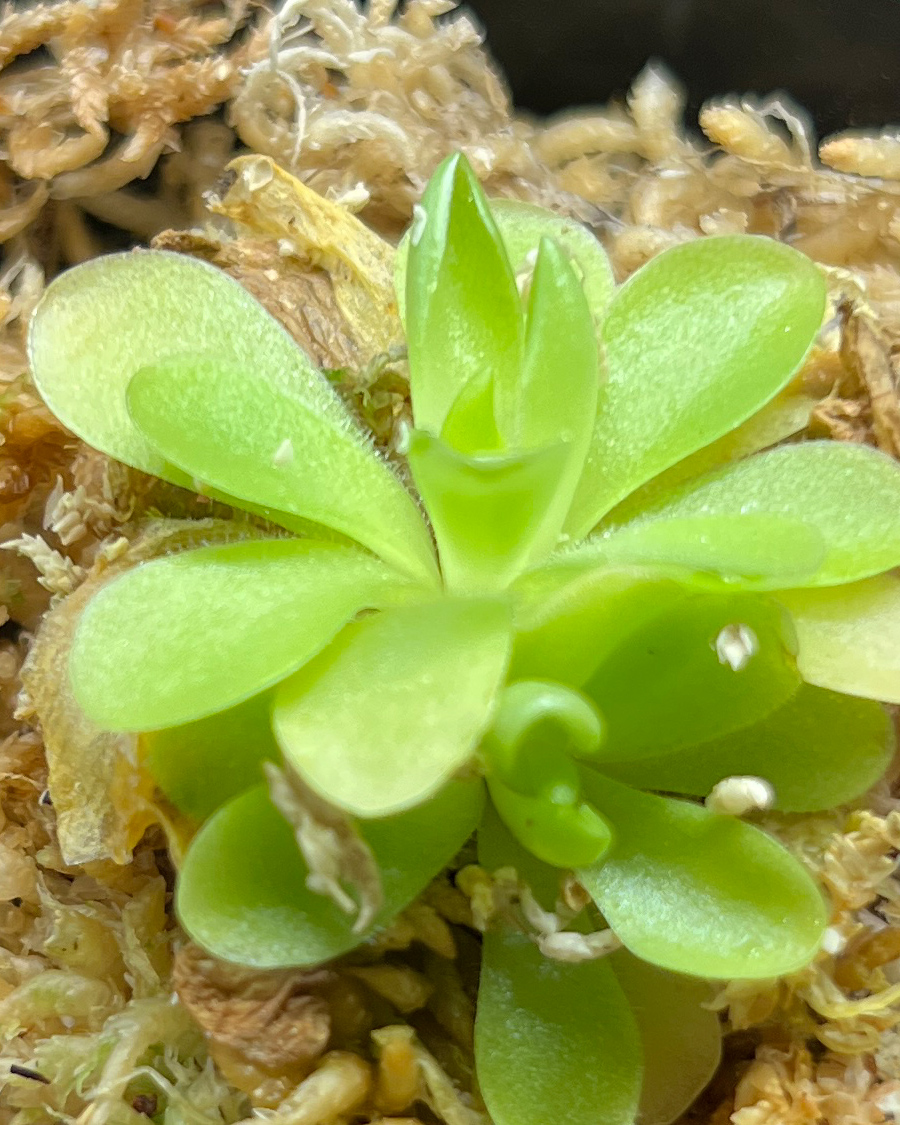 butterwort