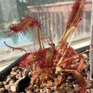 Cape_sundew