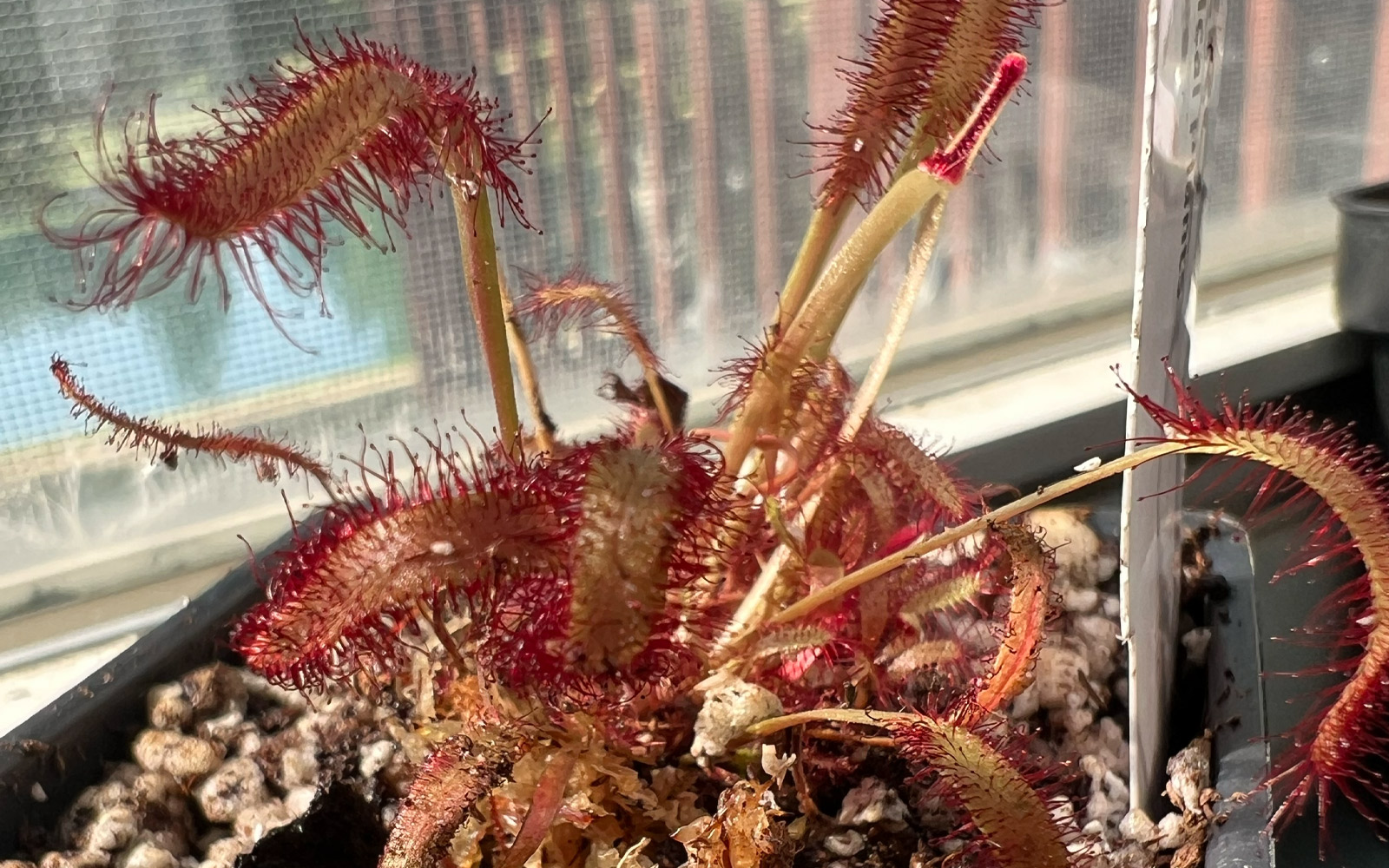 cape_sundew_doss
