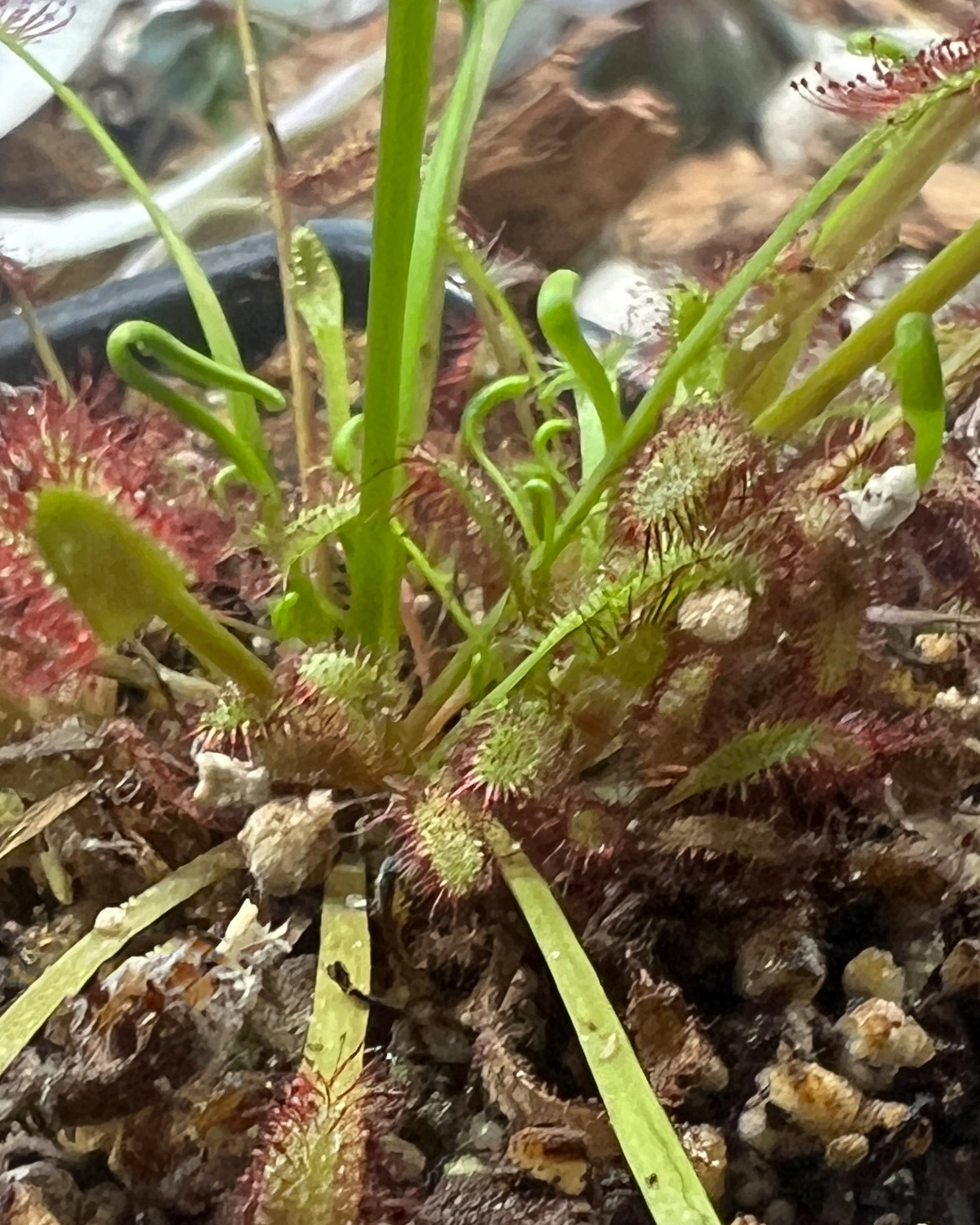 cape_sundew_field