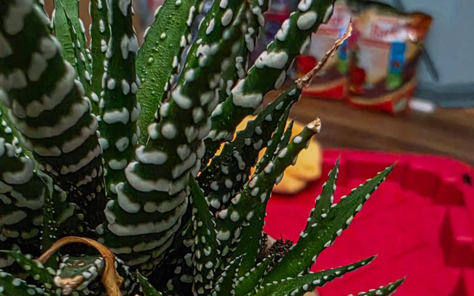 haworthia_doss