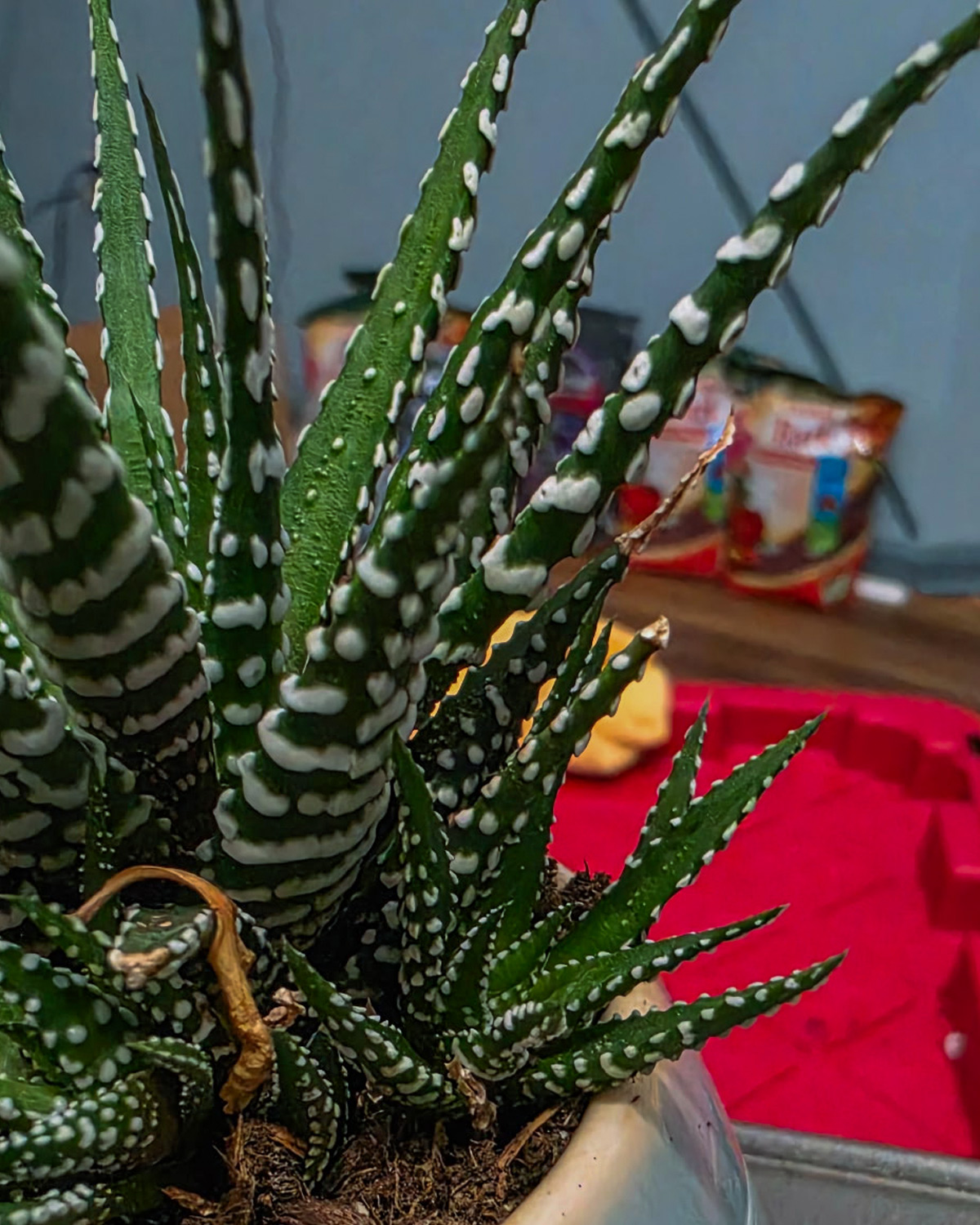 haworthia_field