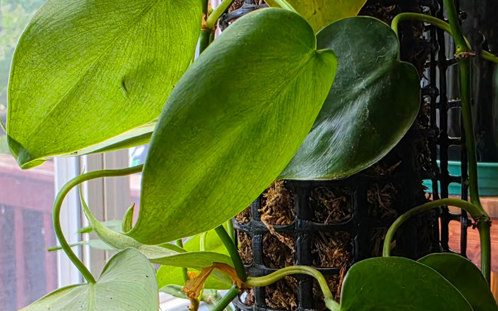 heartleaf-Phil_doss