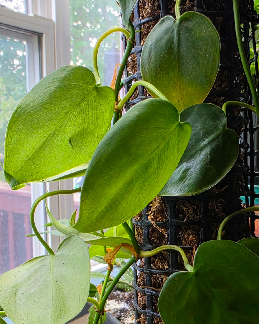heartleaf_philodendron