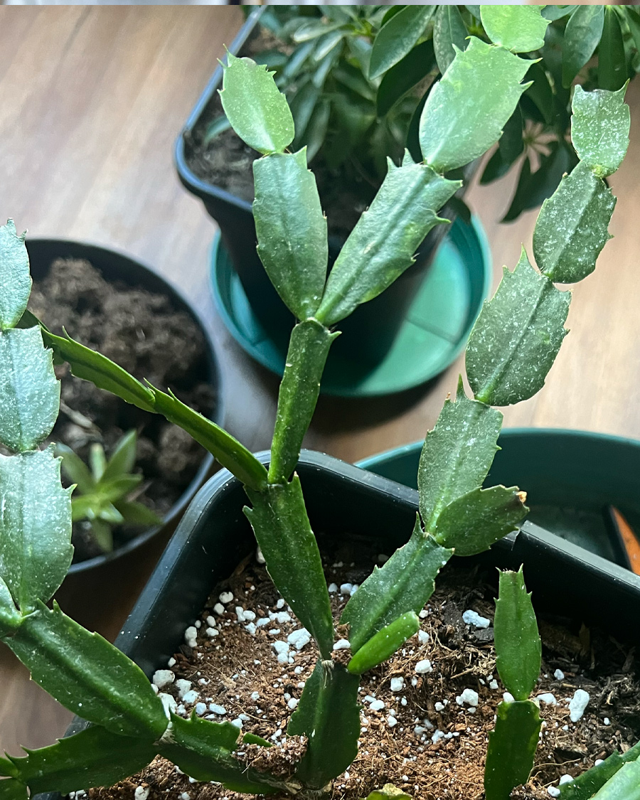holiday_Cactus