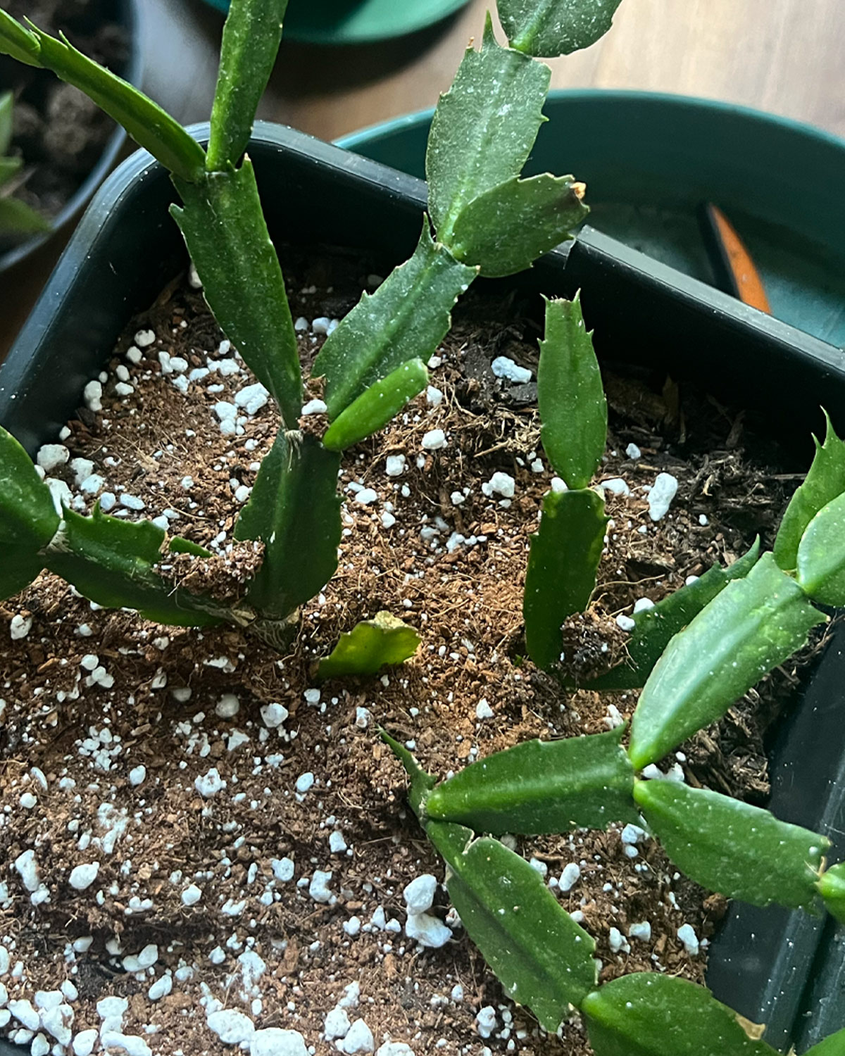 holiday_cactus_field