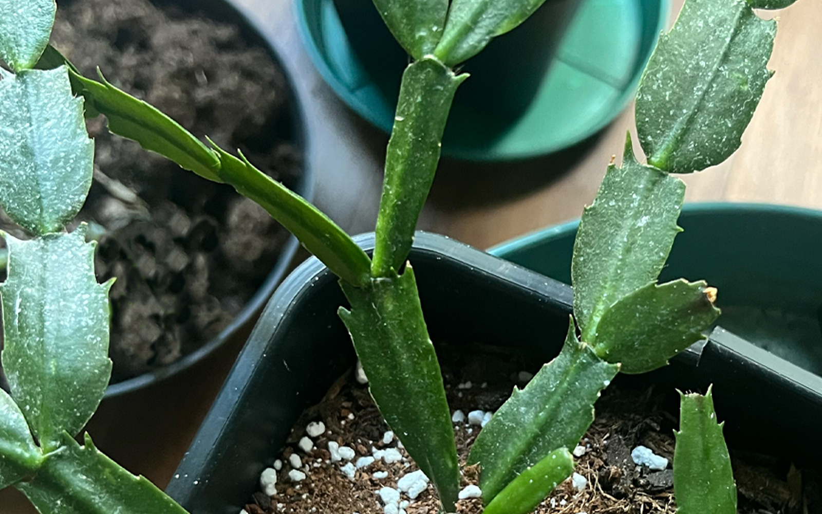 holiday_cactus_doss