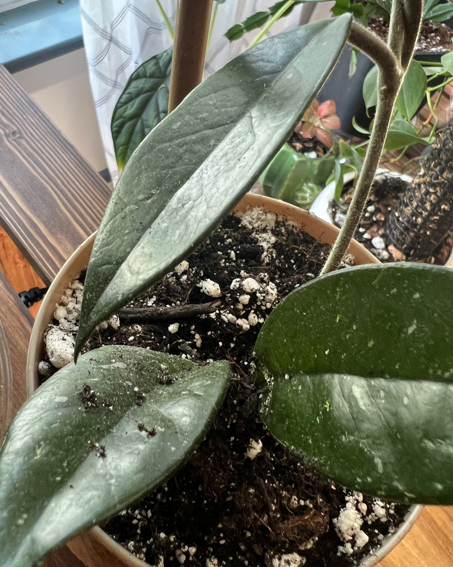 hoya