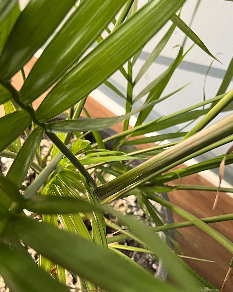 Indoor_palm