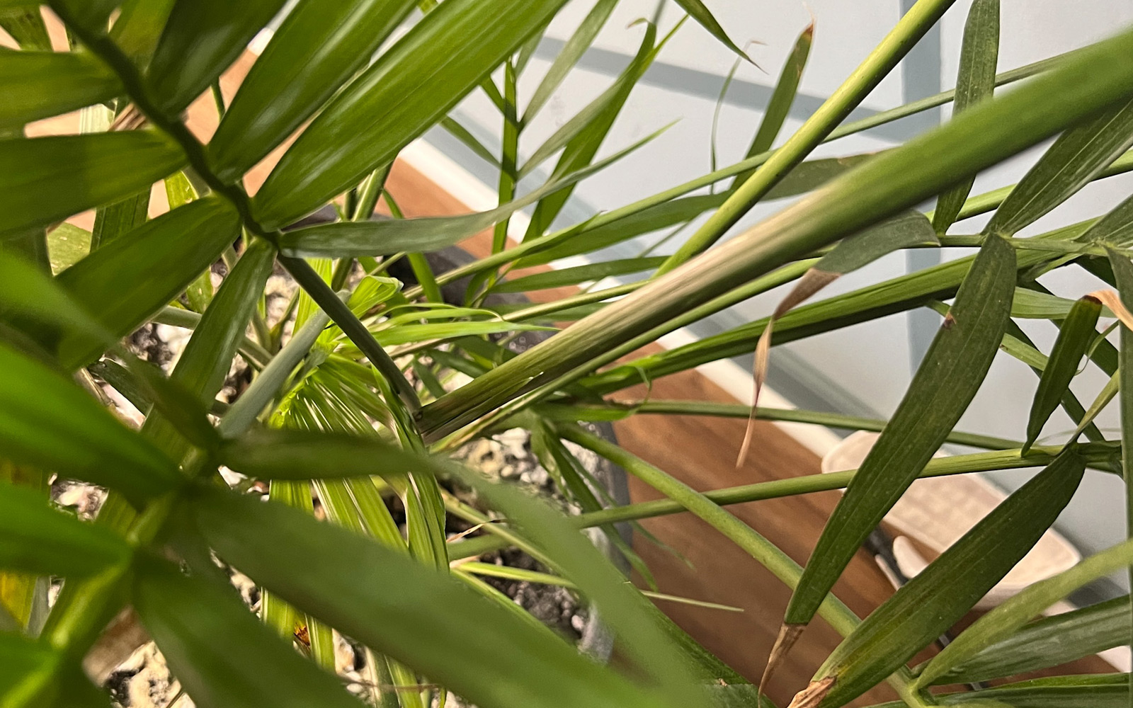 indoor_palm_doss