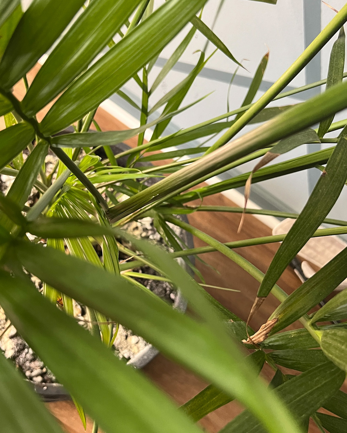 indoor_palm_field