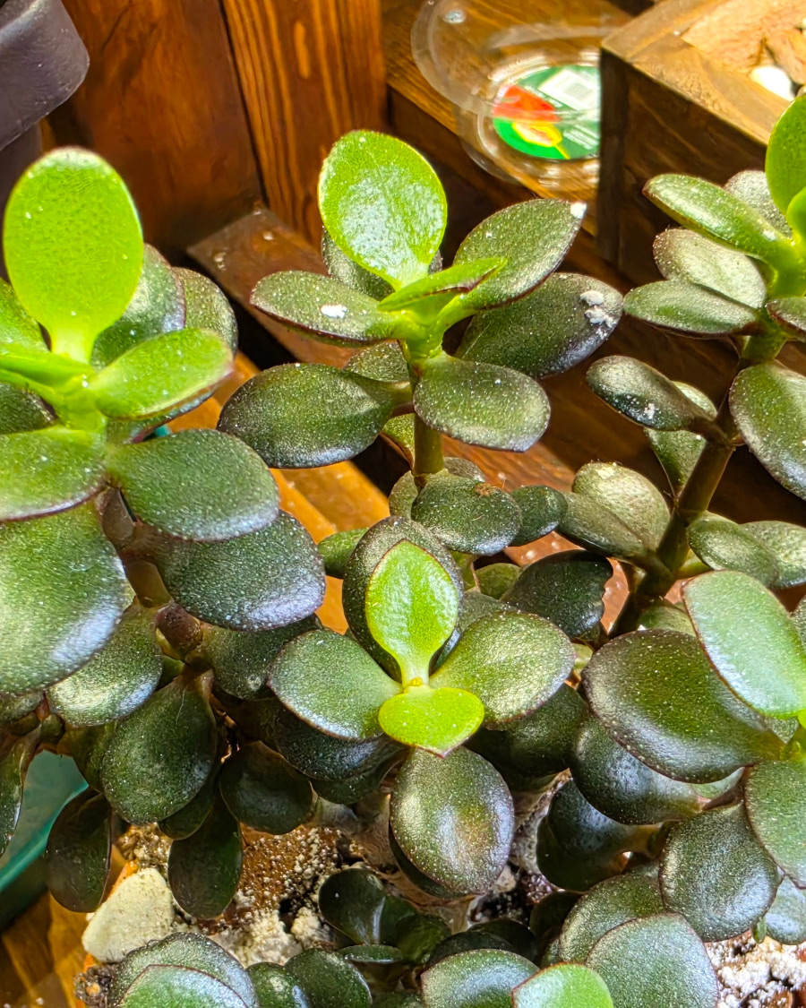 jade_plant
