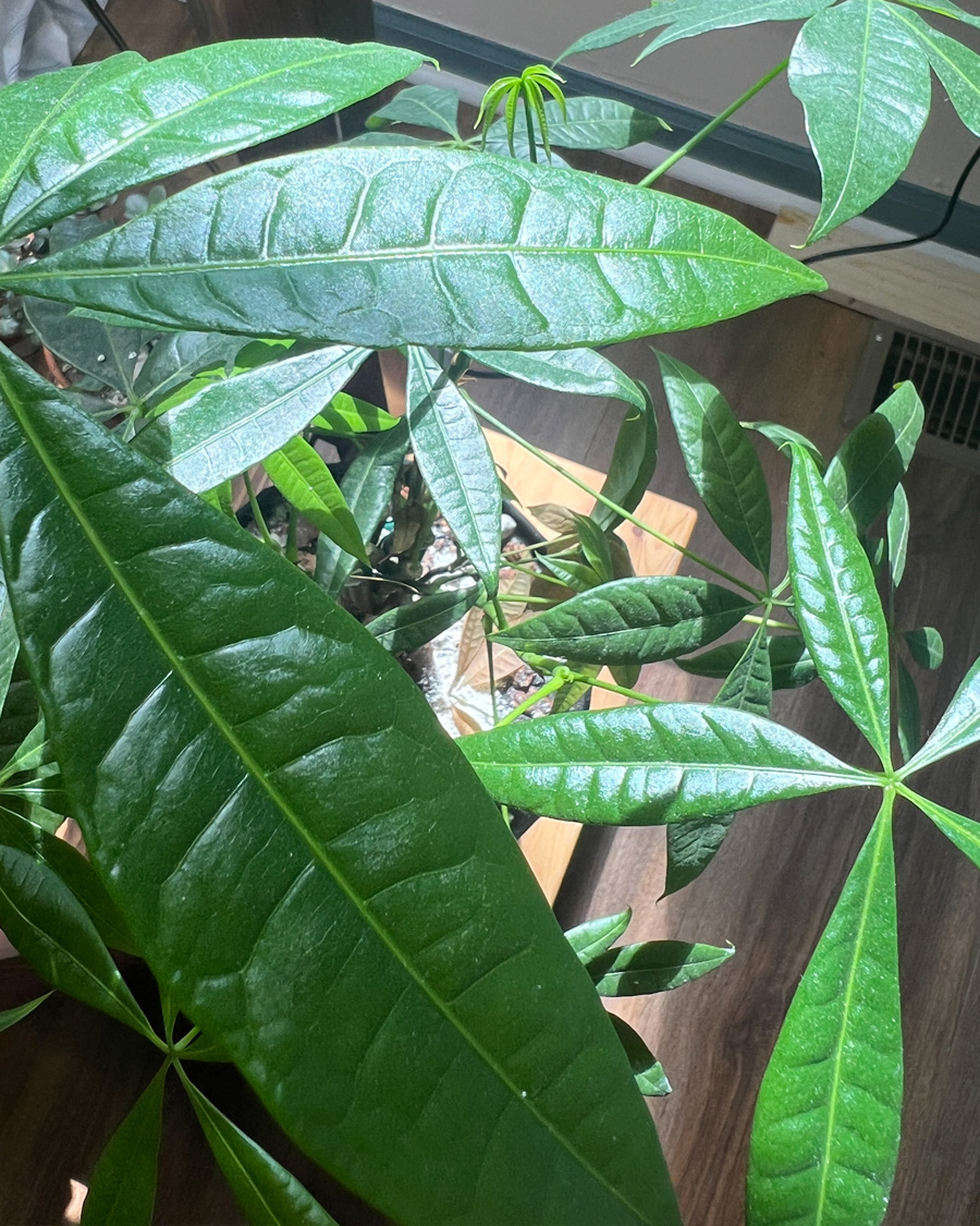 money_Tree