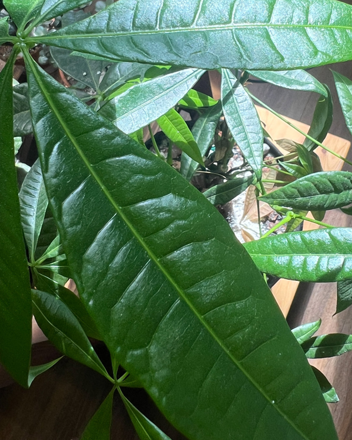 money_tree_field