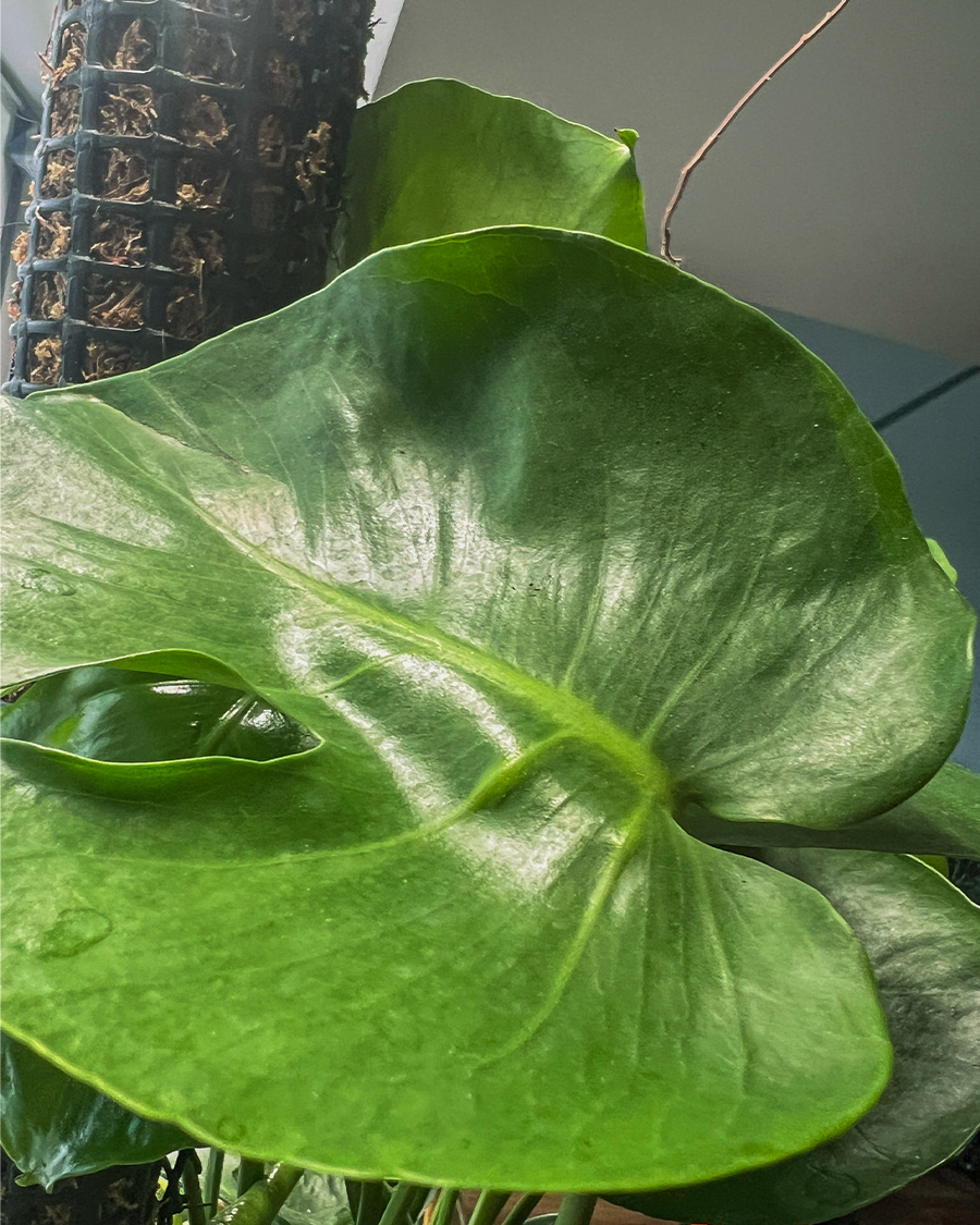 monstera_deliciosa