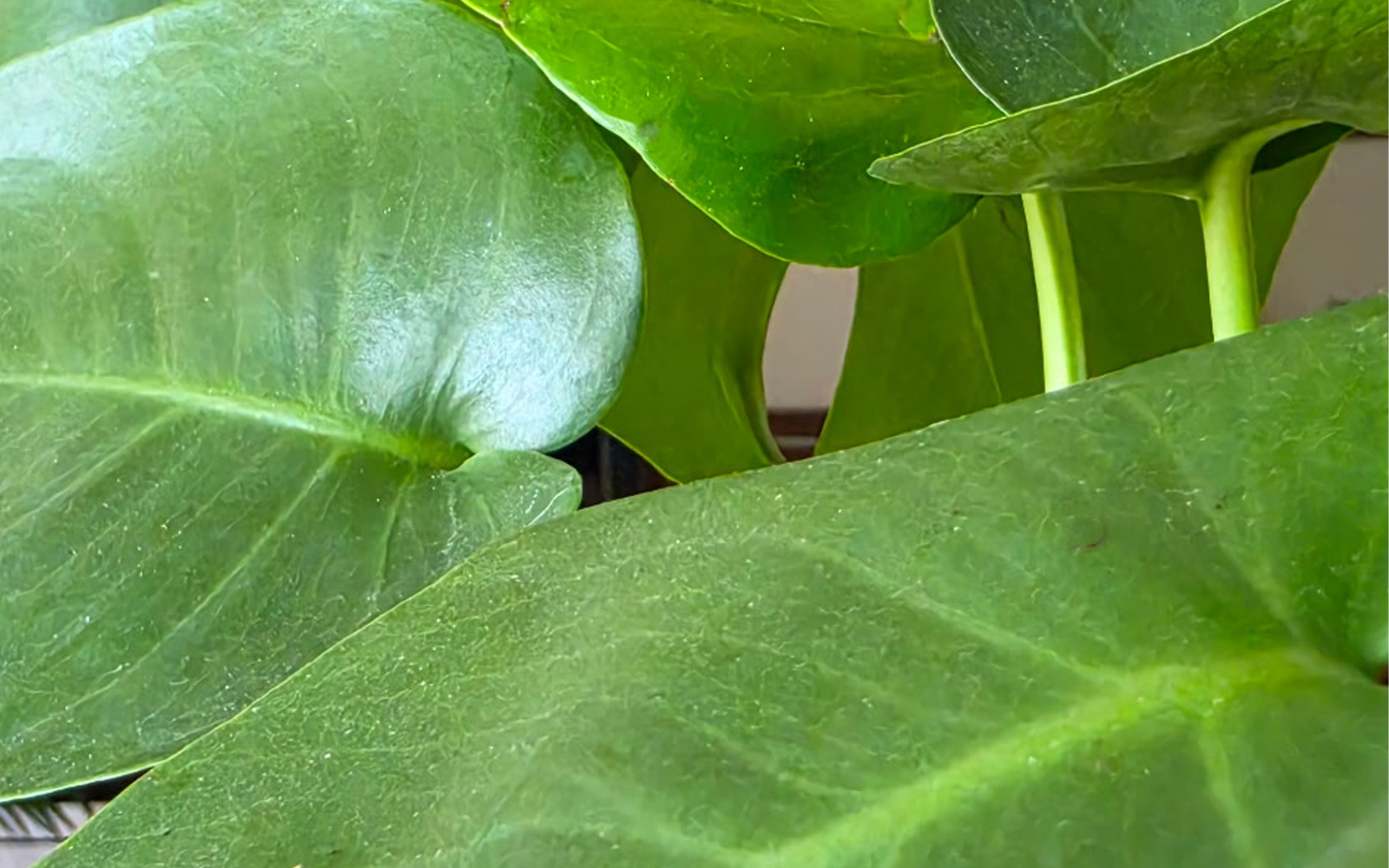 monstera