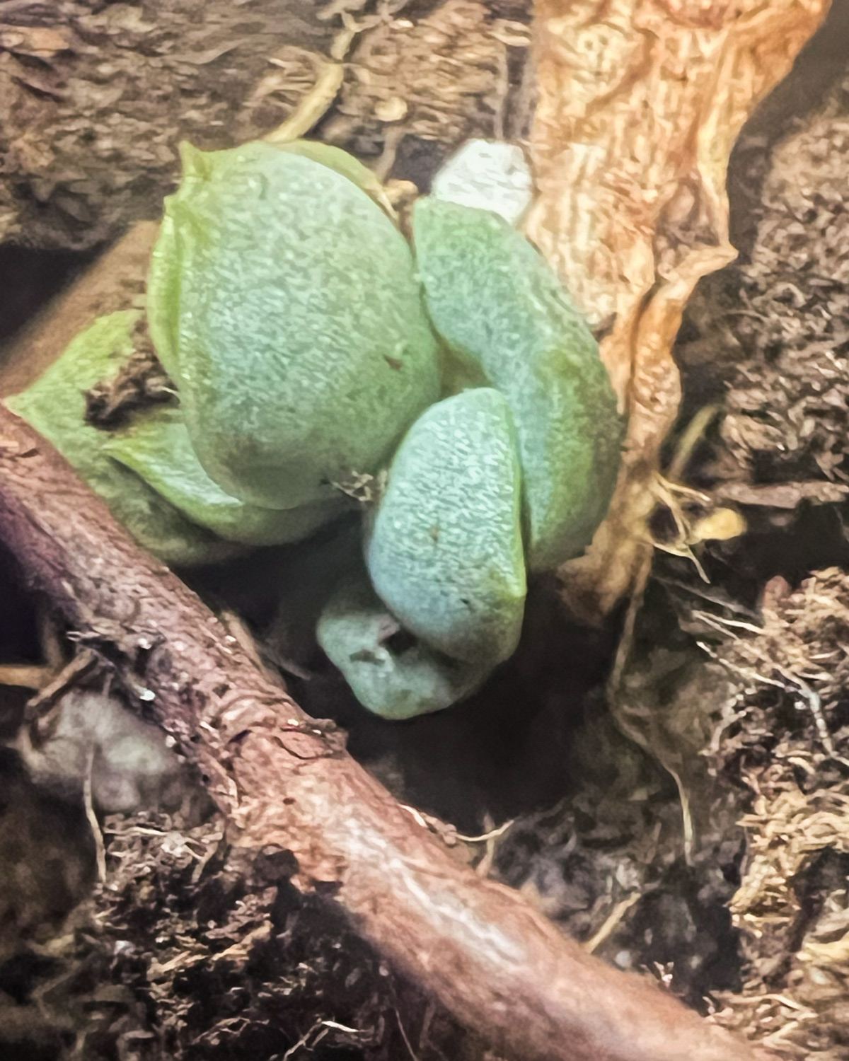 mystery_succ_field