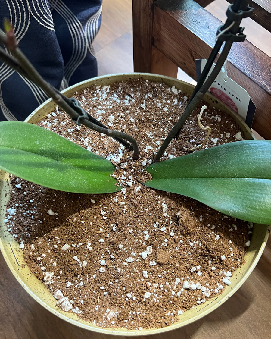 phalaenopsis_orchid