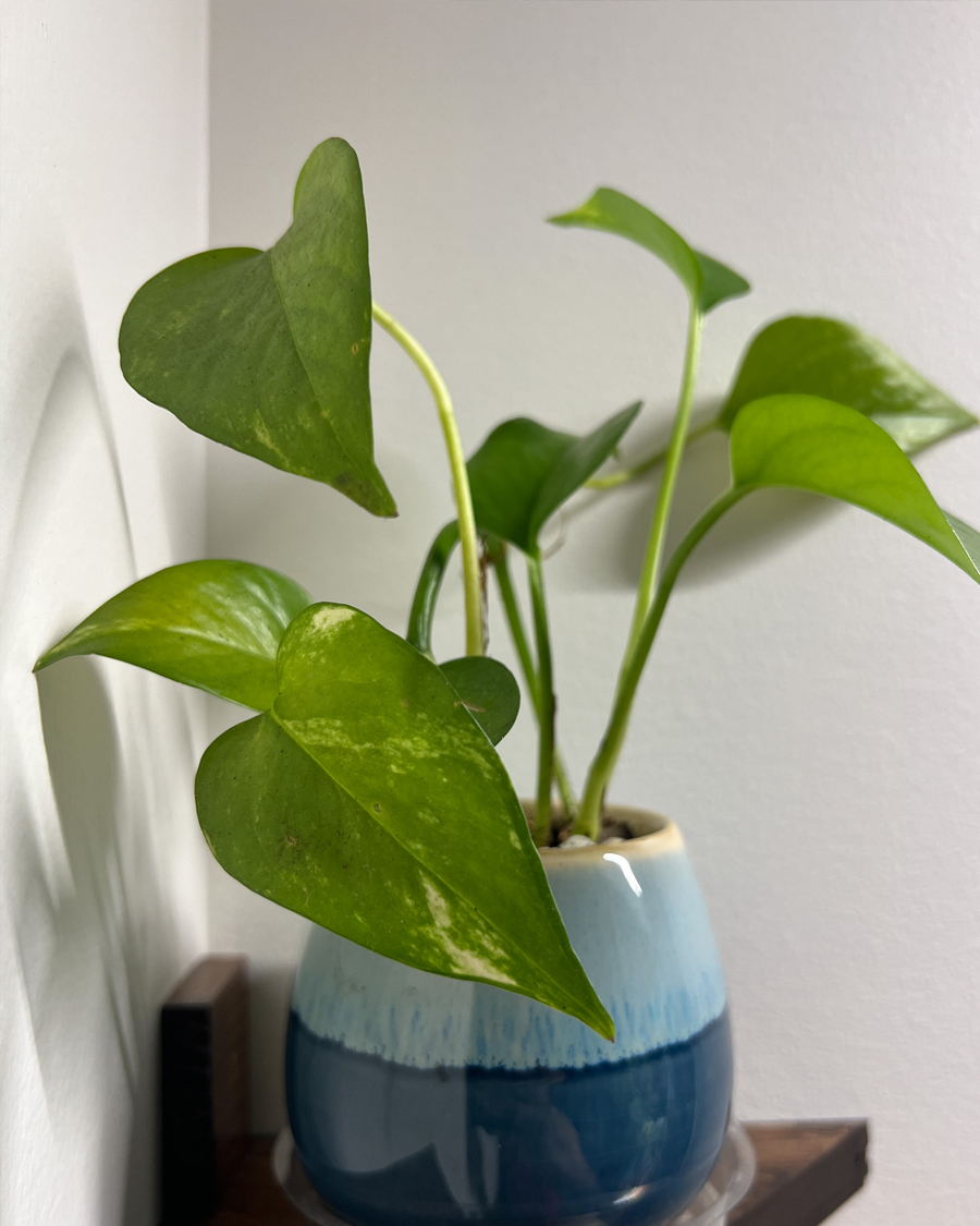 pothos
