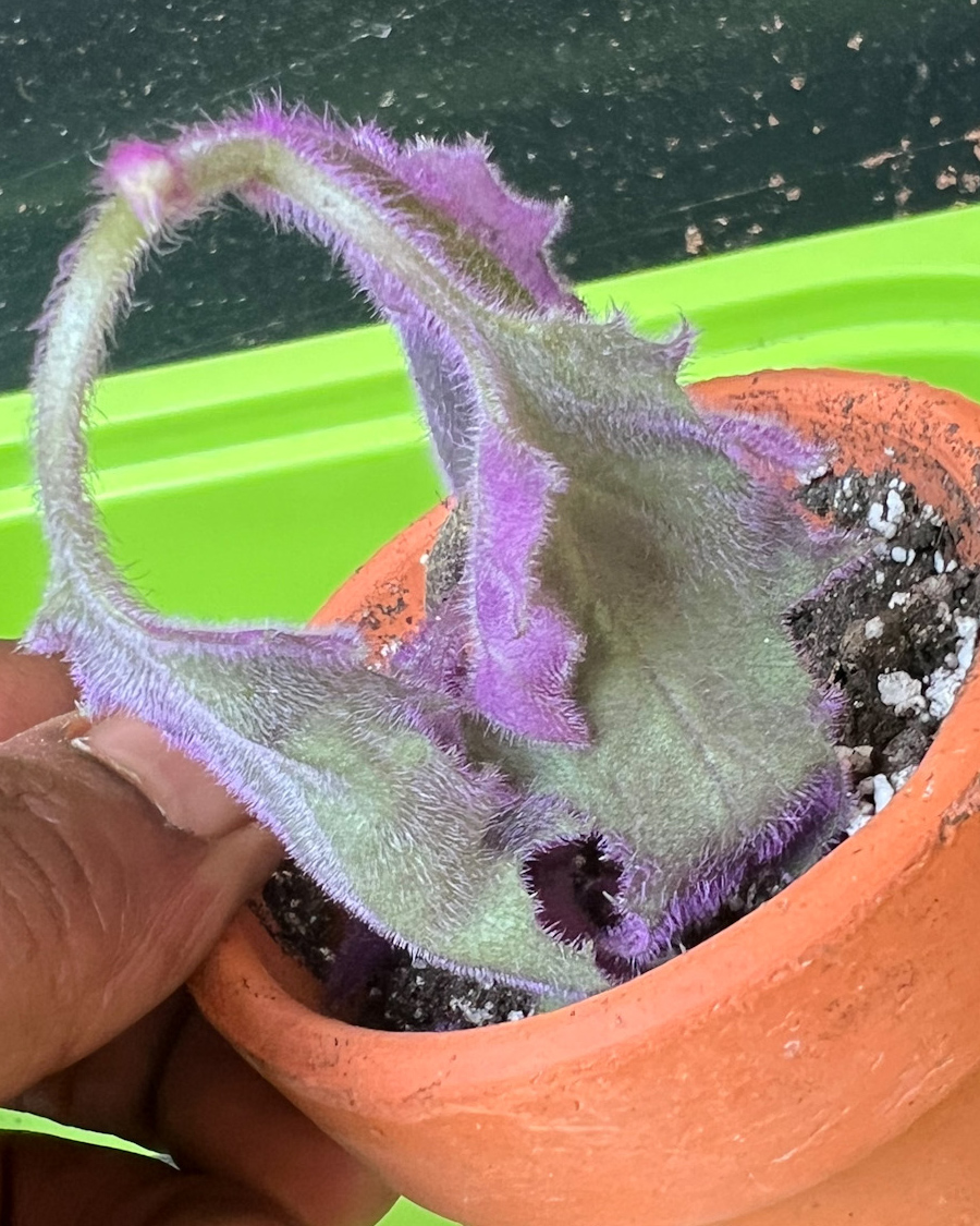 purple_passion