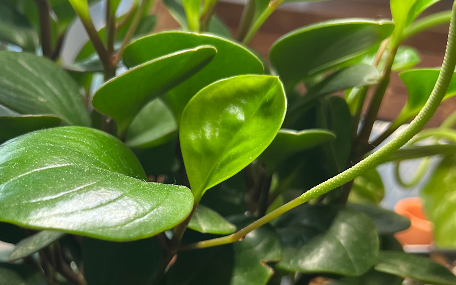 rubber_Peperomia_doss