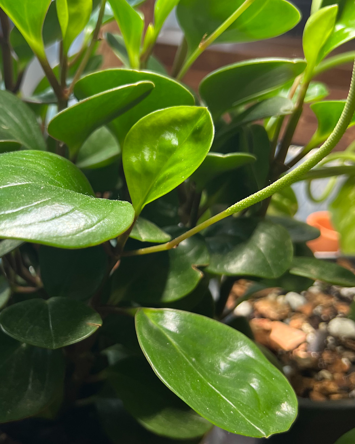 rubber_Peperomia_field